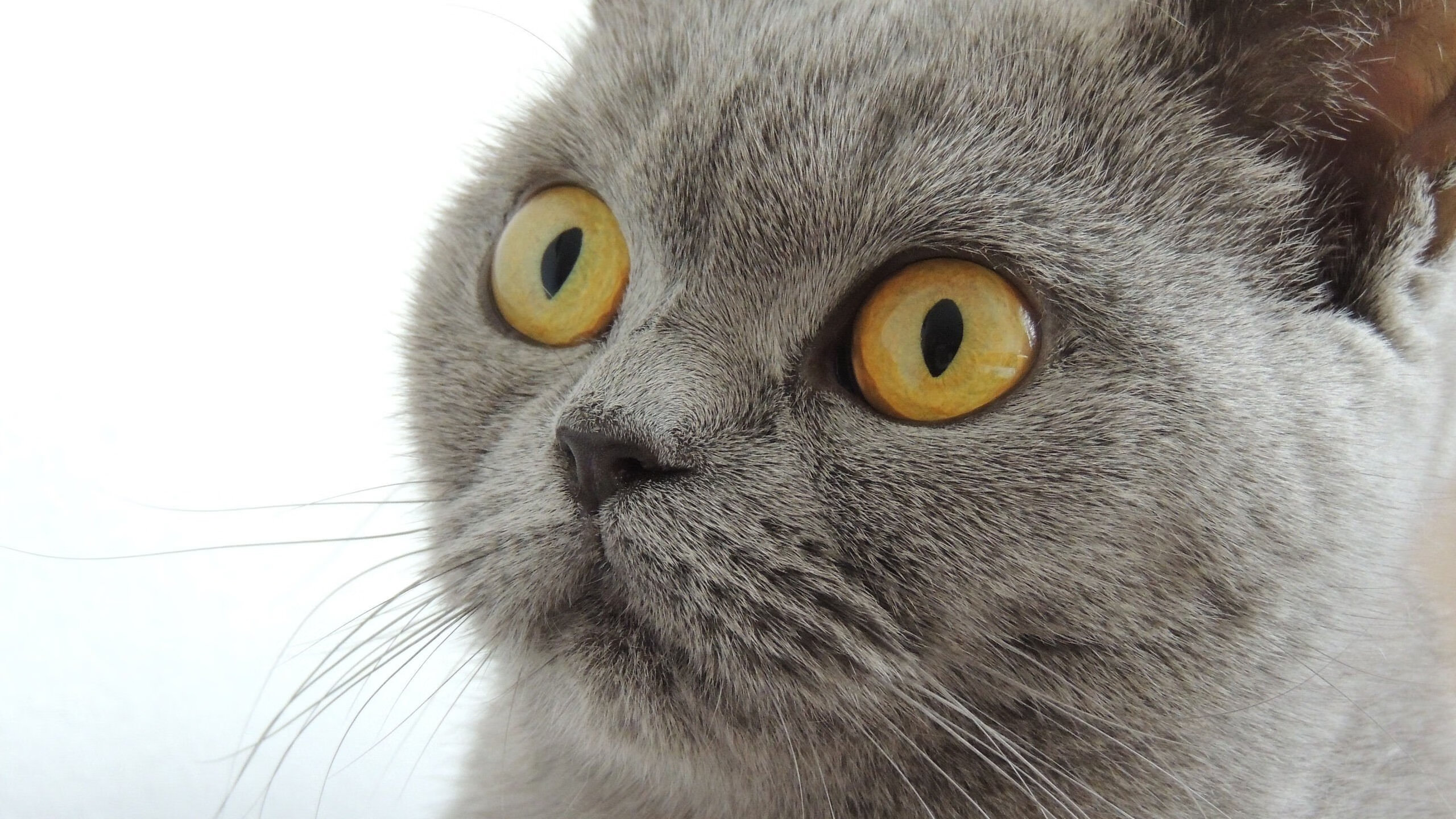 大卫的弹弓，当红牛二队精准击倒法拉利巨人，塞恩斯如何一肩扛起整支车队的荣光