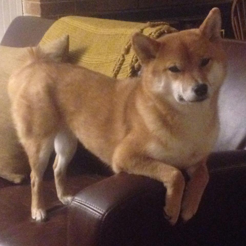 银箭失速，蓝狮怒吼，威廉姆斯的逆袭与塞恩斯的绝对统治