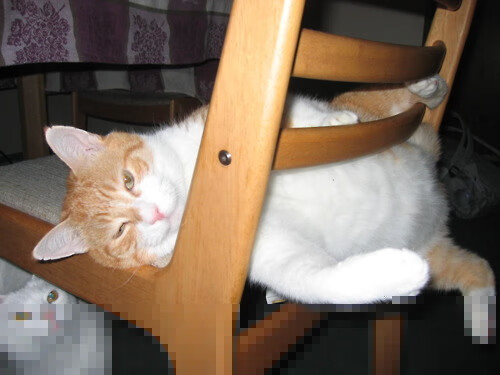 当东方龙吟遇见未来巨塔,文班亚马征服沈阳之夜