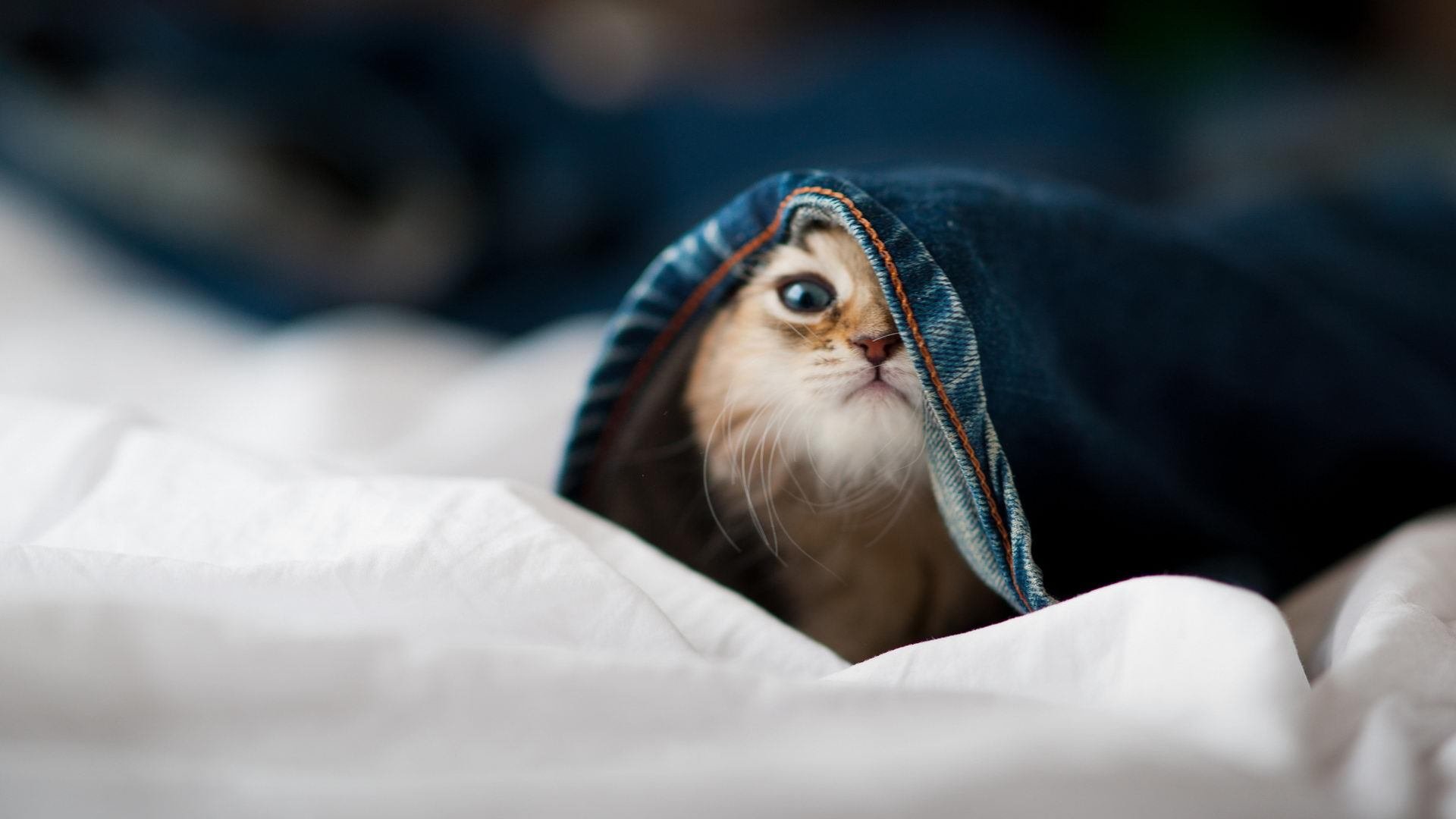 圣书体铭文与钢铁森林,当埃及末代法老加克波,用右脚在毕尔巴鄂写下战争檄文