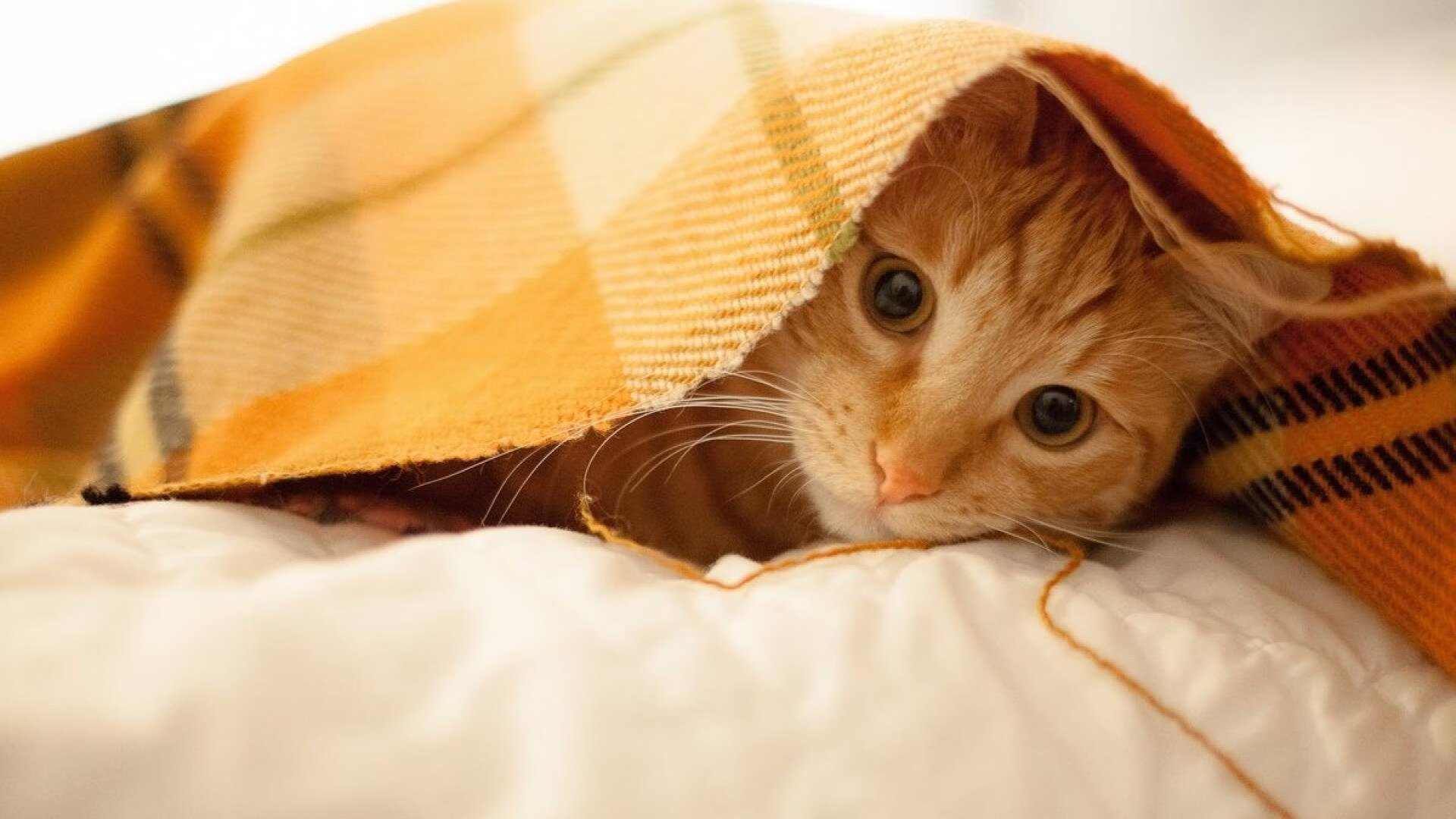 破壁之战,赖斯锋刃刺穿金字塔,尼日利亚改写历史的唯一钥匙