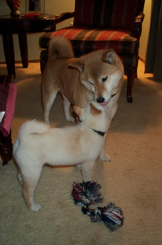 冬夜烽火，唯一舞台，贝蒂斯尘封岁月与智利那记载入史册的绝杀