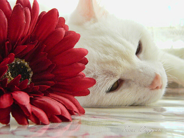 跨洋约战背后的战术博弈，当浙江队遇到雄鹿，恩比德为何成为场上最孤独的人