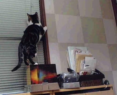 双核驱动，征服新大陆，突尼斯铁血哲学与萨内的完美风暴