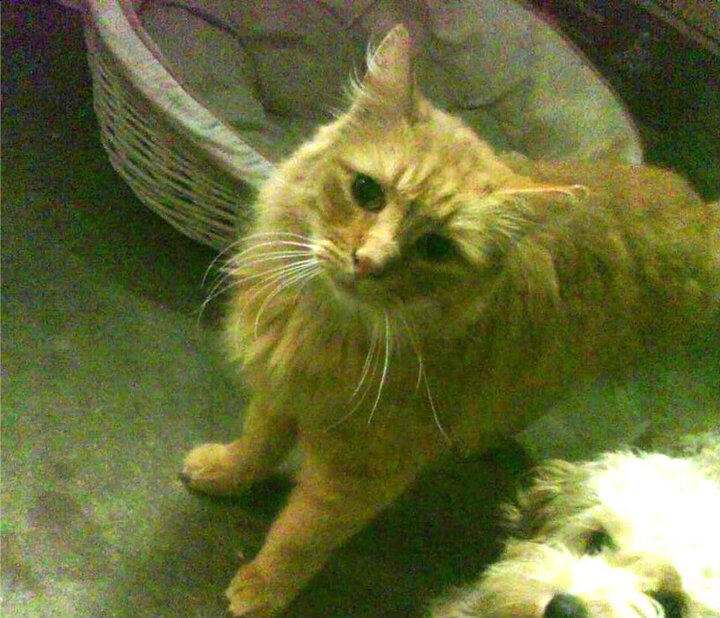 铁血与探戈，当德国战车寻回心脏，斗牛士却在狂欢中迷航