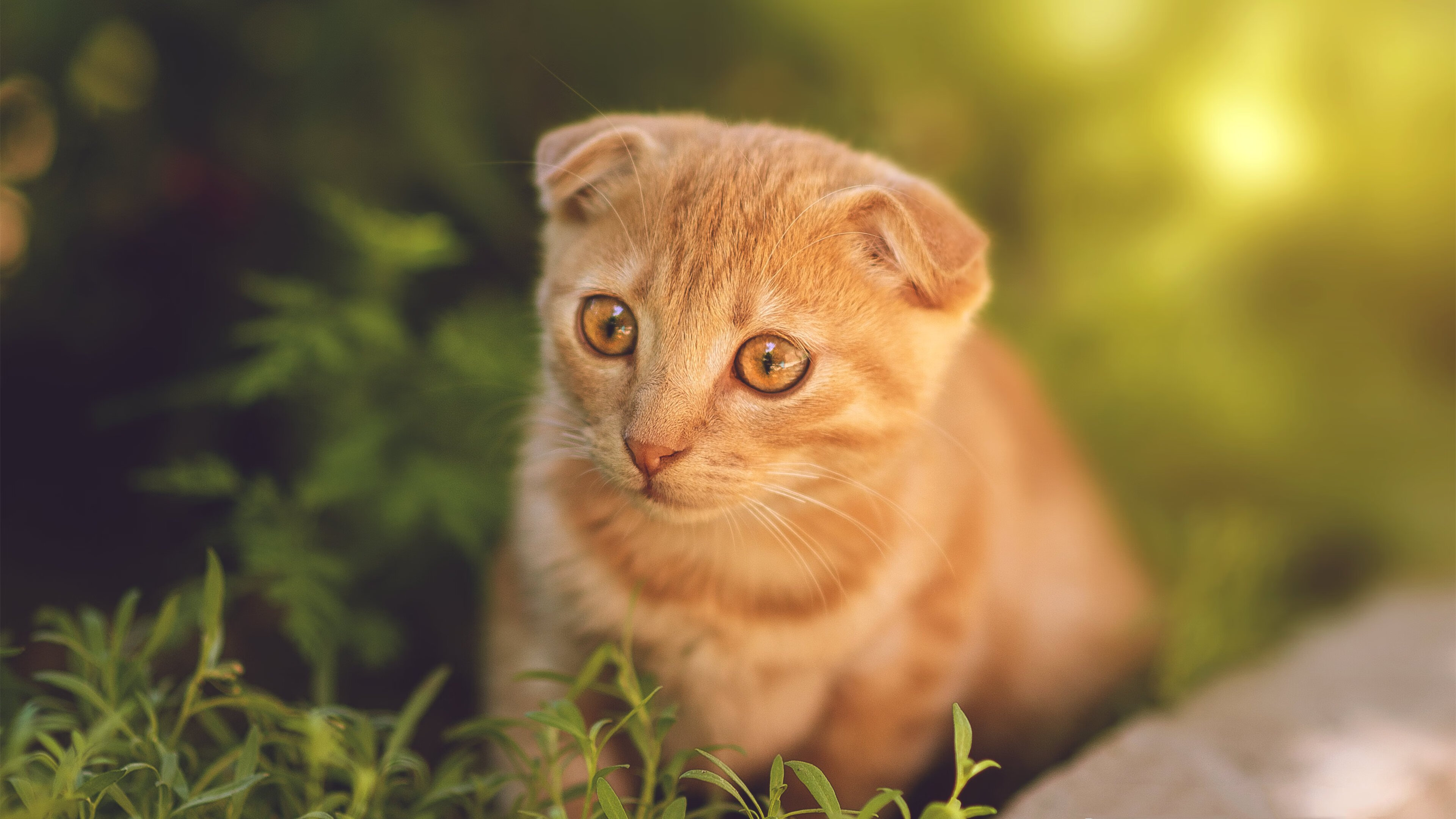 街道突围，蜂鸣引擎与赛场决胜的双重奏