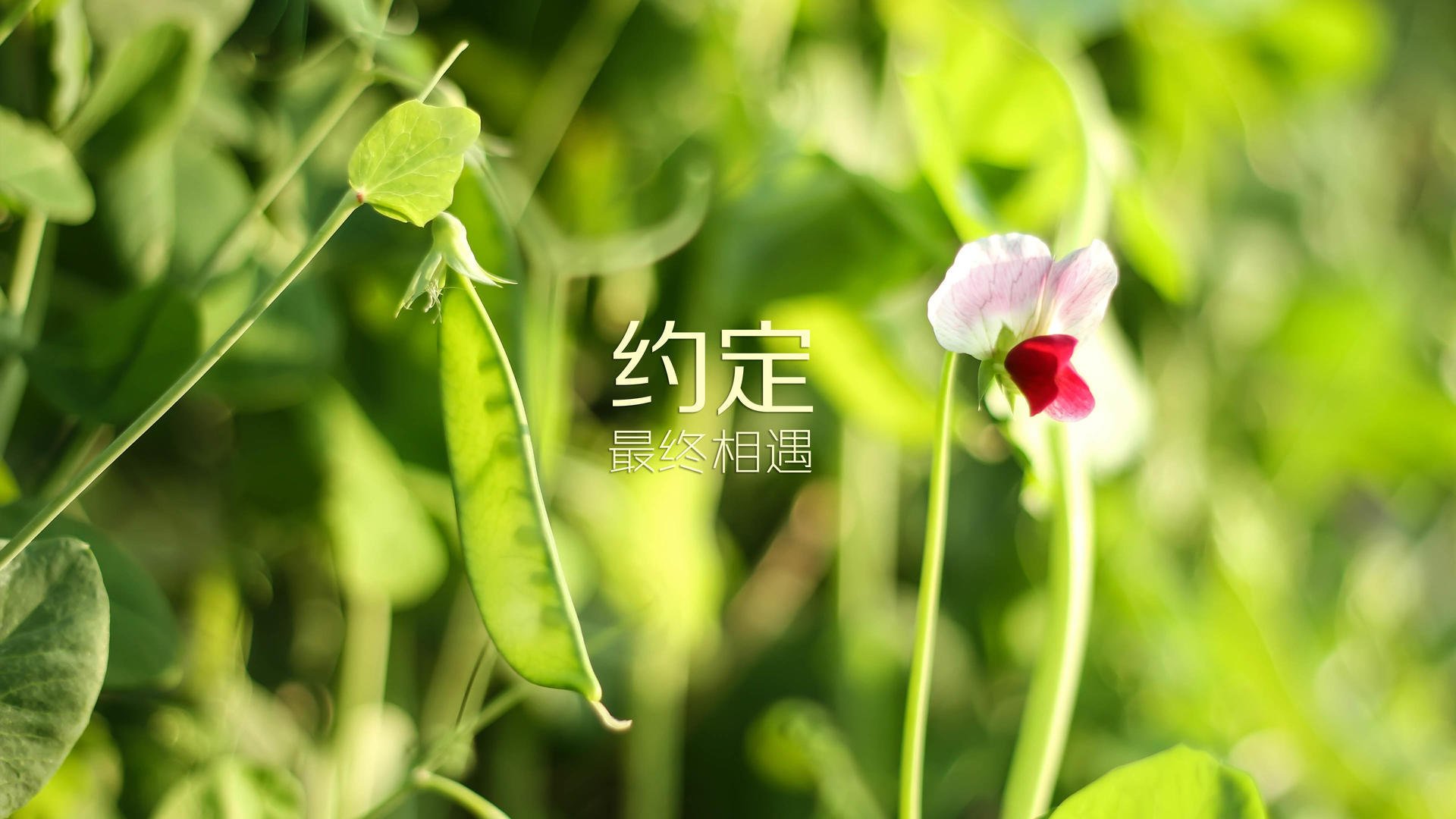 控球定乾坤,瑞士精密仪器击溃波斯铁骑,三笘薰闪电突袭再写亚洲荣耀